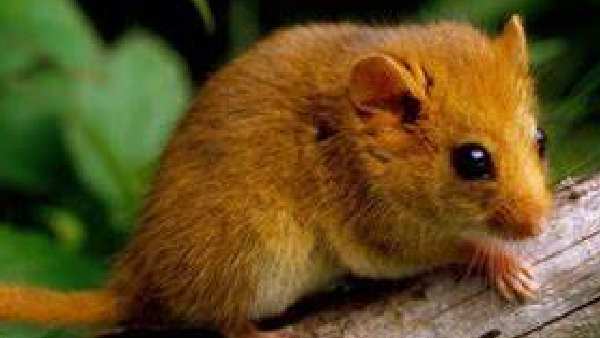 आईपीसी की धारा 269 के तहत कार्रवाई