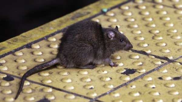 रेस्टोरेंट के टॉयलेट से आया था चूहा