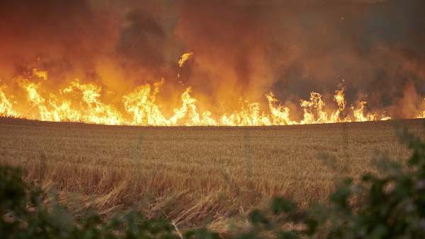 wildfires-work-done-in-36-years-is-getting-destroyed-scientists-again-warned-about-ozone-layer