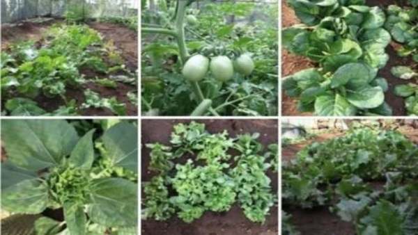 vege