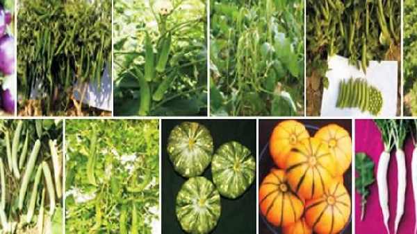 vege