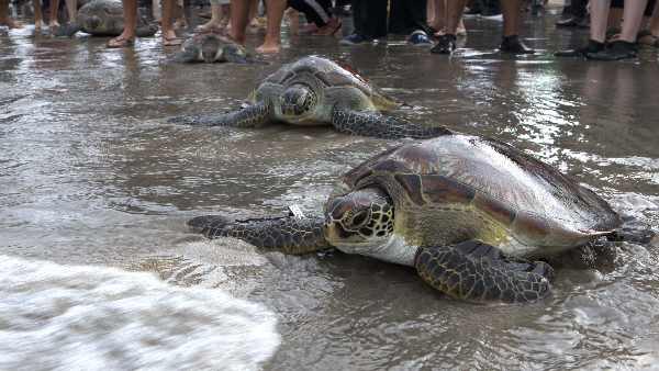 marine-heat-waves-the-temperature-of-the-ocean-floor-is-also-increasing-what-will-be-the-result