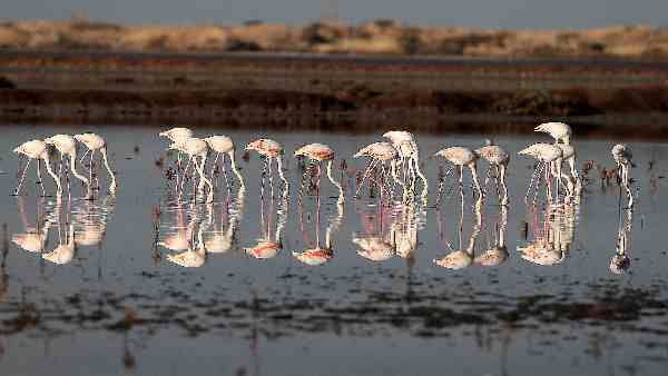 what-are-salt-marshes-possibility-of-extinction-of-90pc-due-to-rise-in-sea-level-know-side-effects what-are-salt-marshes-possibility-of-extinction-of-90pc-due-to-rise-in-sea-level-know-side-effects