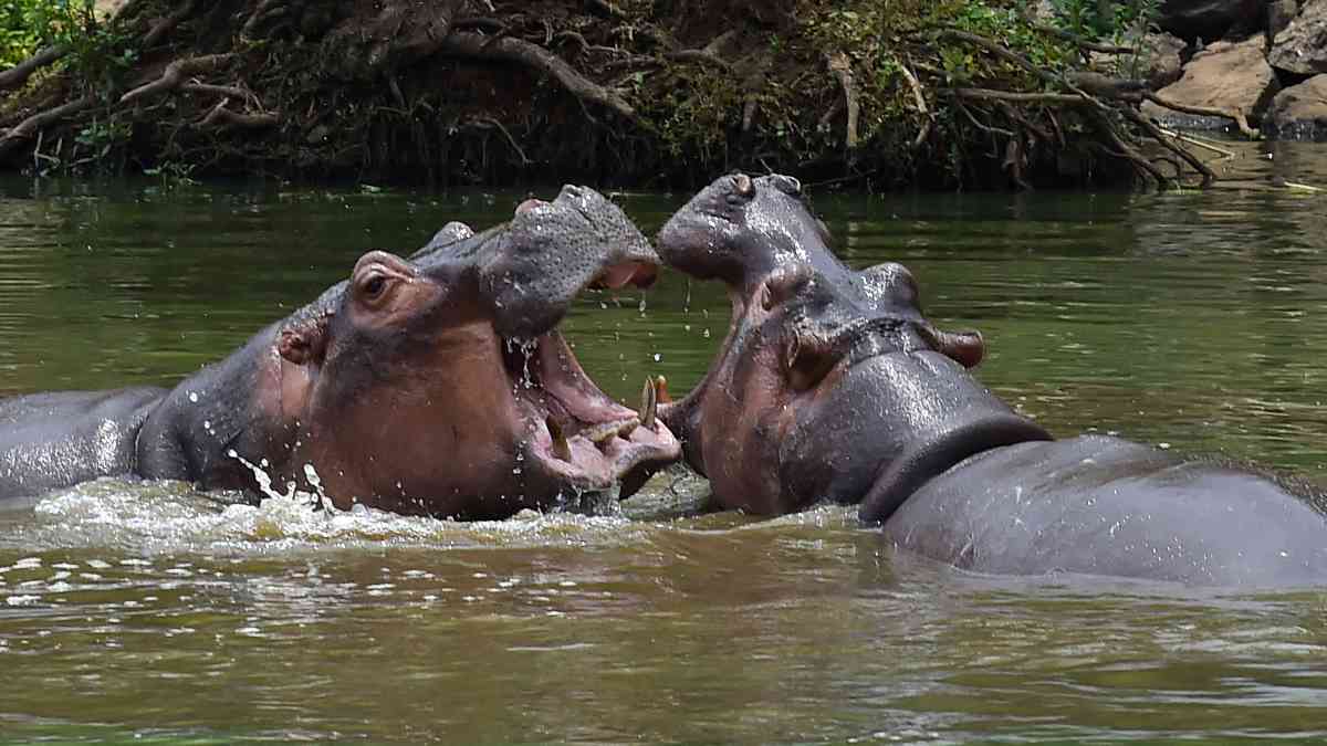 why-is-colombia-planning-to-send-60-cocaine-hippos-to-india why-is-colombia-planning-to-send-60-cocaine-hippos-to-india