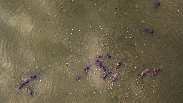 60 कोकीन दरियाई घोड़े भारत भेजने की तैयारी कर रहा है कोलंबिया 60 कोकीन दरियाई घोड़े भारत भेजने की तैयारी कर रहा है कोलंबिया