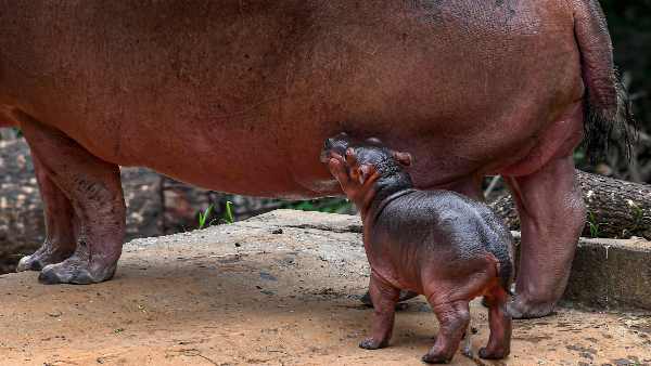 'जैव विविधता के लिए एक संभावित समस्या' 'जैव विविधता के लिए एक संभावित समस्या'
