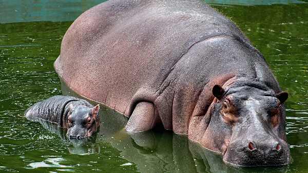 एक साल से चल रही है भारत भेजने की तैयारी एक साल से चल रही है भारत भेजने की तैयारी