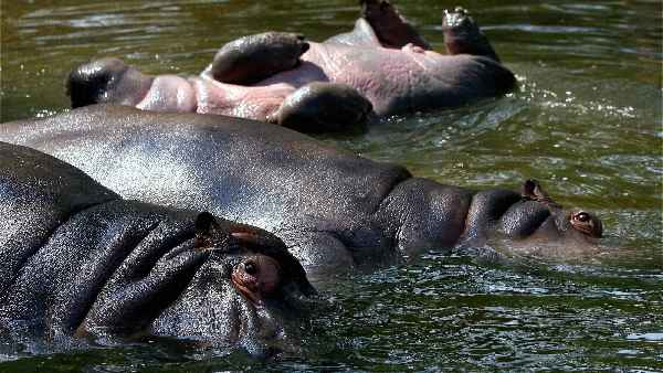 जनसंख्या नियंत्रण के लिए दरियाई घोड़े भारत भेज रहा है कोलंबिया जनसंख्या नियंत्रण के लिए दरियाई घोड़े भारत भेज रहा है कोलंबिया