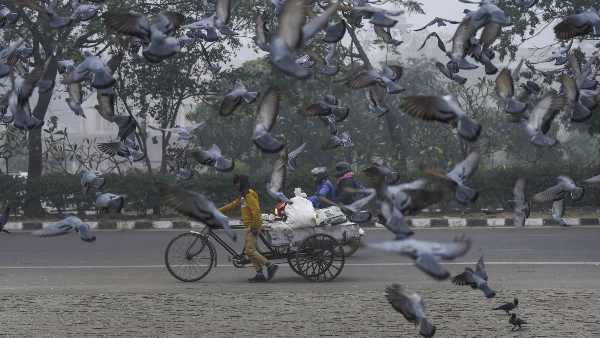 कबूतरों से होने वाले रोगों का क्या बचाव है ?