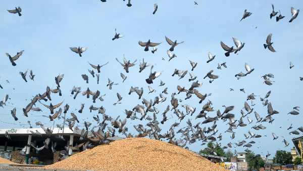 ठाणे नगर निगम ने रखा है जुर्माना