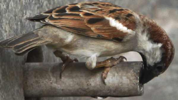 world-sparrow-day-sparrows-number-increasing-in-delhi-sheila-dixit-s-big-role-in-conservation