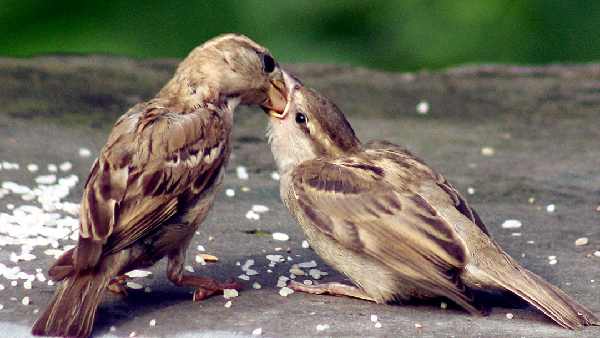world-sparrow-day-sparrows-number-increasing-in-delhi-sheila-dixit-s-big-role-in-conservation