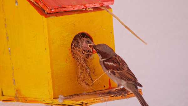 world-sparrow-day-sparrows-number-increasing-in-delhi-sheila-dixit-s-big-role-in-conservation