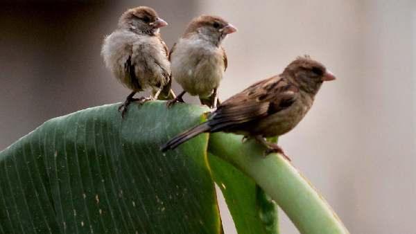 world-sparrow-day-sparrows-number-increasing-in-delhi-sheila-dixit-s-big-role-in-conservation