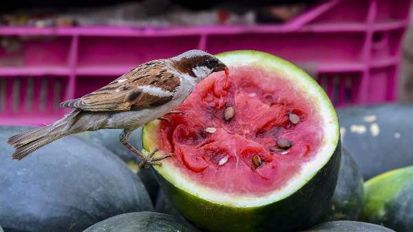 world-sparrow-day-sparrows-number-increasing-in-delhi-sheila-dixit-s-big-role-in-conservation