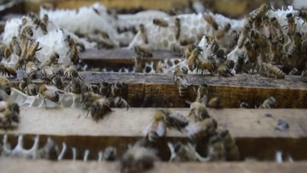 Damoh शहद परीक्षण प्रयोगशाला