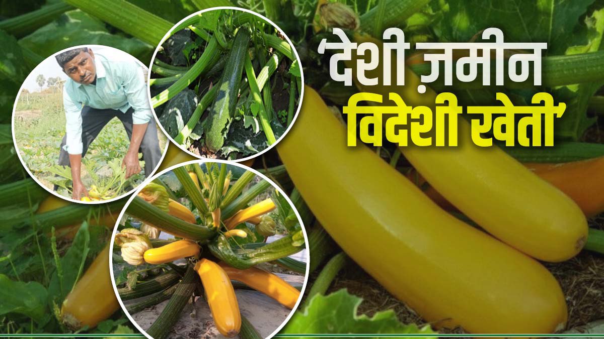 Foreign Vegetables Jugni Farming In India, Purnia Bihar Farmer Shashibhushan Farming News Foreign Vegetables Jugni Farming In India, Purnia Bihar Farmer Shashibhushan Farming News