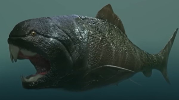 fish