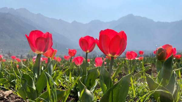 ट्यूलिप गार्डन 30 हेक्टेयर में फैला हुआ