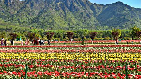 16 साल से फूलों का सौंदर्य निहार रहे लोग