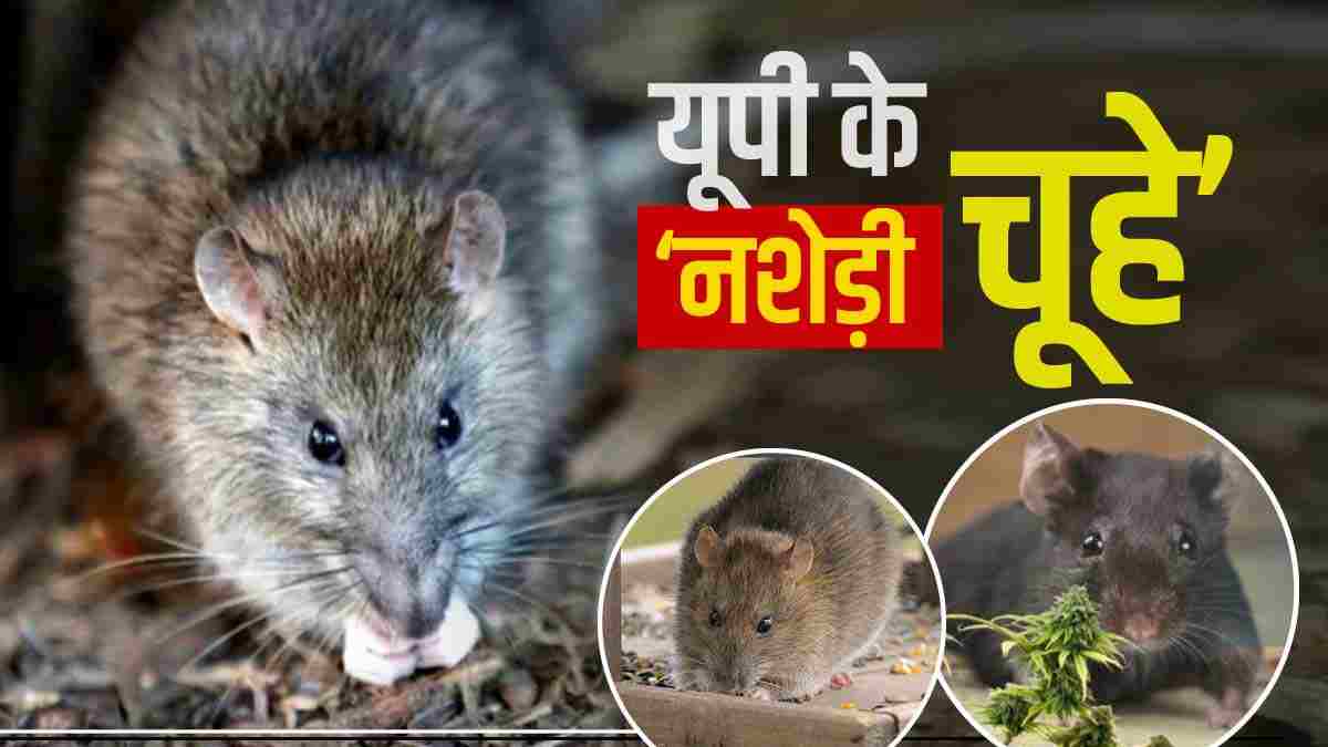 Rats drank alcohol in Jhansi Rats drank alcohol in Jhansi