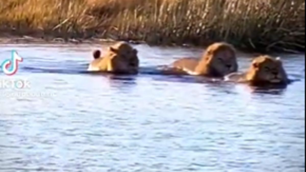 नदी पार कर रहे थे शेर तभी...