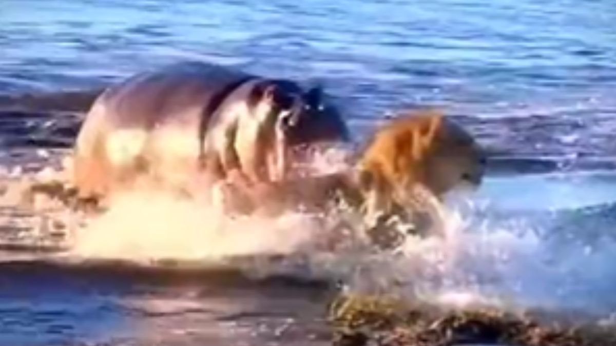 किसी तरह शेर ने बचाई अपनी जान