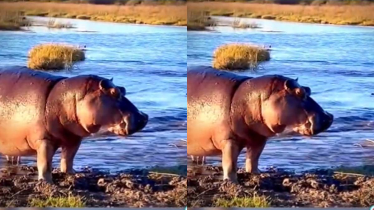 हिप्पो की स्पीड से हैरान हुए लोग