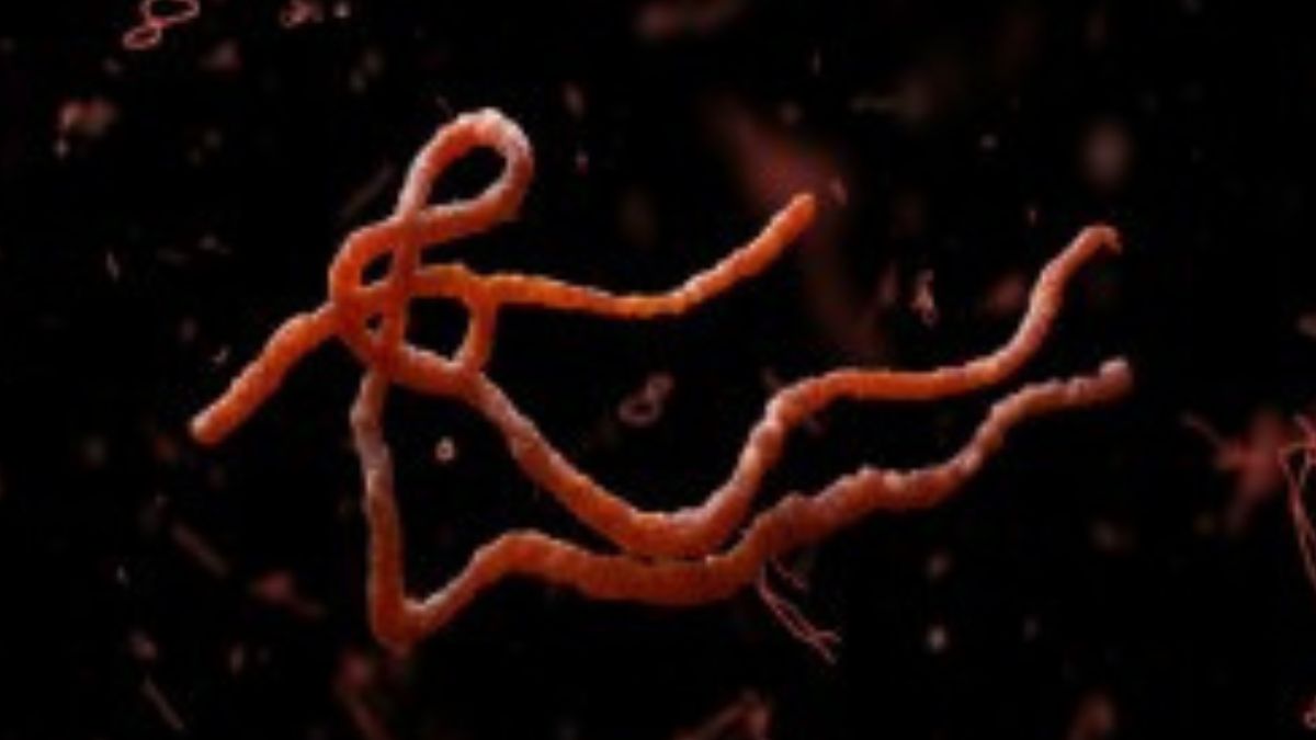 rain of Worms rain of Worms