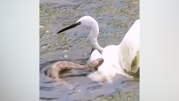 कहां का है वीडियो?