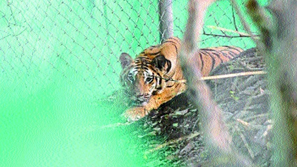 प्रतिकात्मक फोटो