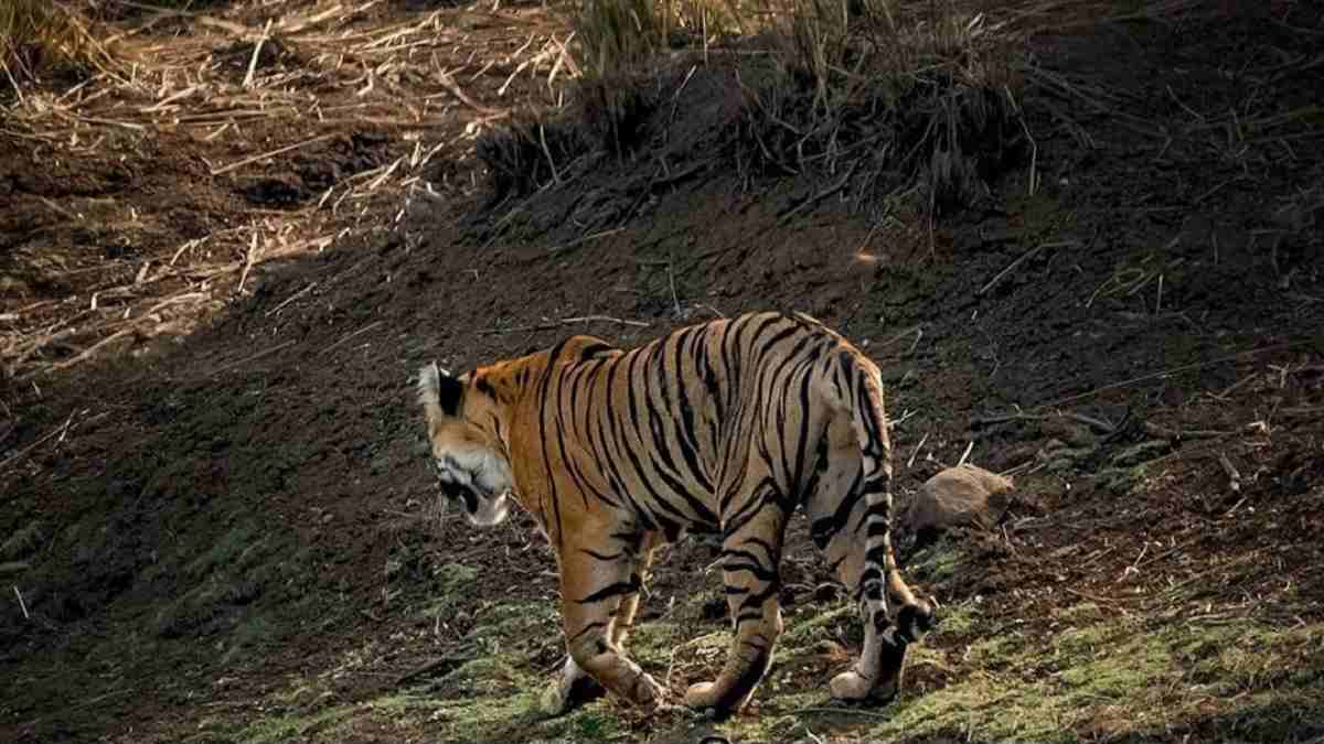 प्रतिकात्मक फोटो प्रतिकात्मक फोटो