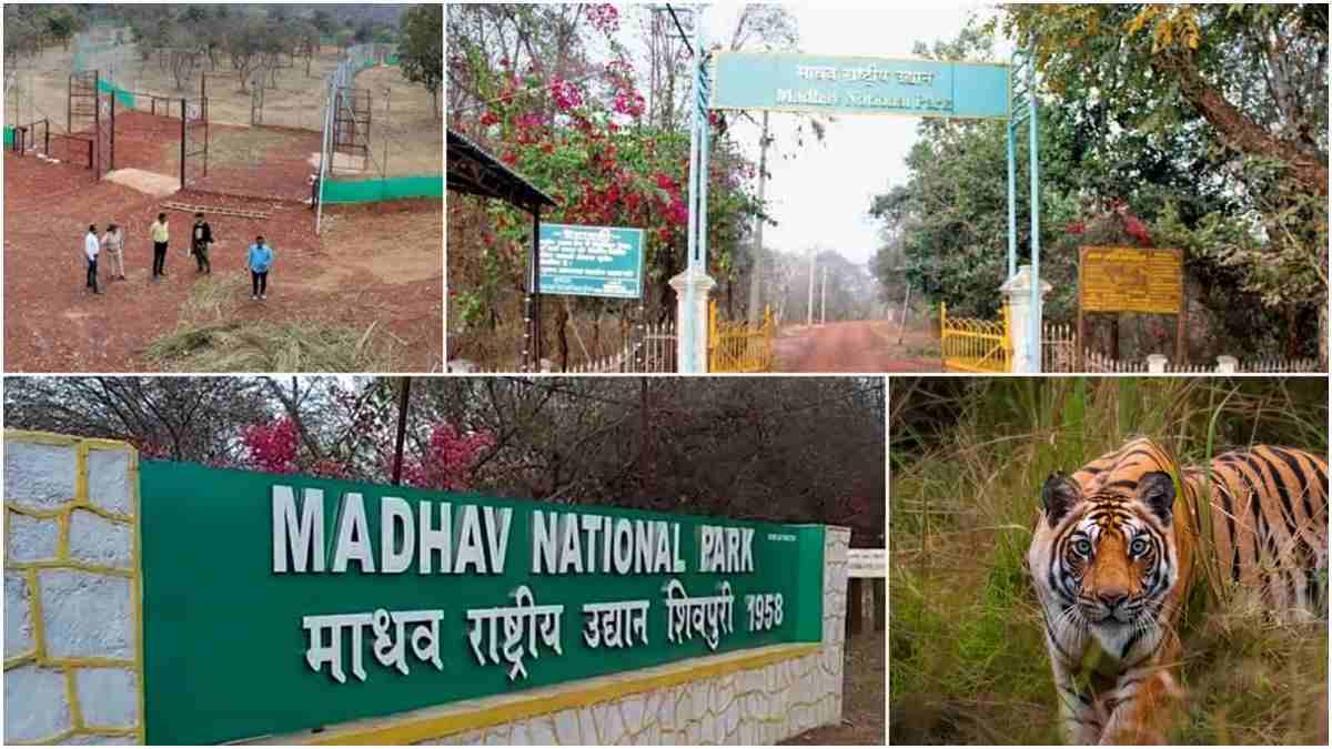 माधव नेशनल पार्क में 34 साल बाद छोड़े जा रहे 3 टाइगर्स माधव नेशनल पार्क में 34 साल बाद छोड़े जा रहे 3 टाइगर्स