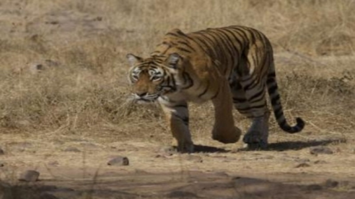 प्रतिकात्मक फोटो प्रतिकात्मक फोटो