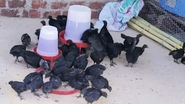 इंदौर-अहमदाबाद हाइवे में खोला कड़कनाथ पार्लर