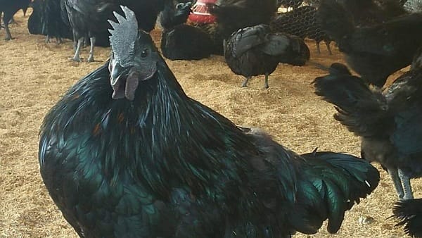 60 हजार चूजा उत्पादन हुआ