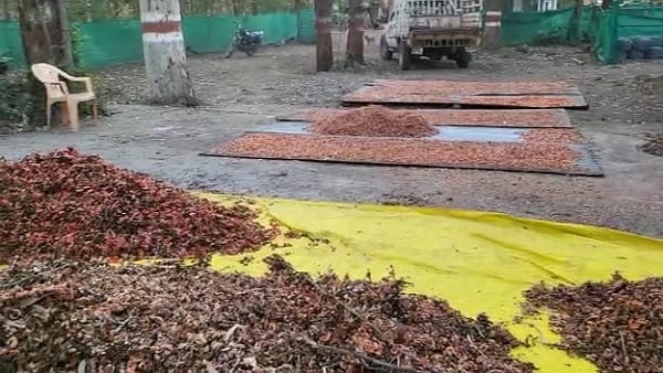 सेहत के लिए होता है लाभदायक 