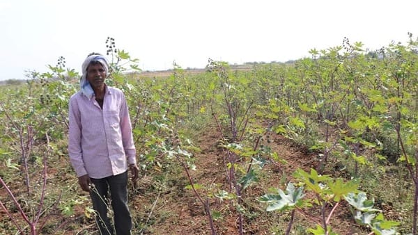 भारत में सबसे अधिक अरंडी का उत्पादन 