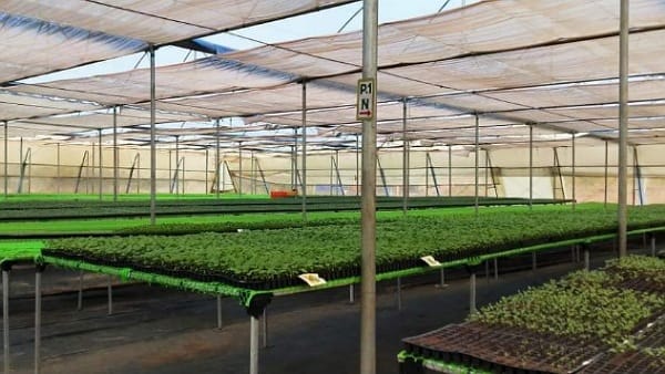 हाइटेक नर्सरी बनाने की कोशिश