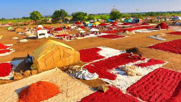 4 से 5 करोड़ मिर्च की पौध तैयार कर बेची