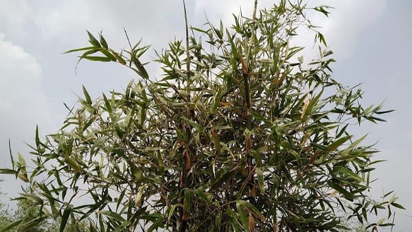 हर मौसम के लिए बेहतर बांस की खेती हर मौसम के लिए बेहतर बांस की खेती