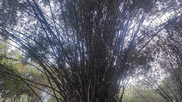 इसलिए लाभदायक बांस की खेती इसलिए लाभदायक बांस की खेती