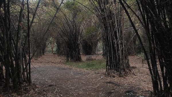 कम से कम 200 पौधे बांस के लगाएं कम से कम 200 पौधे बांस के लगाएं