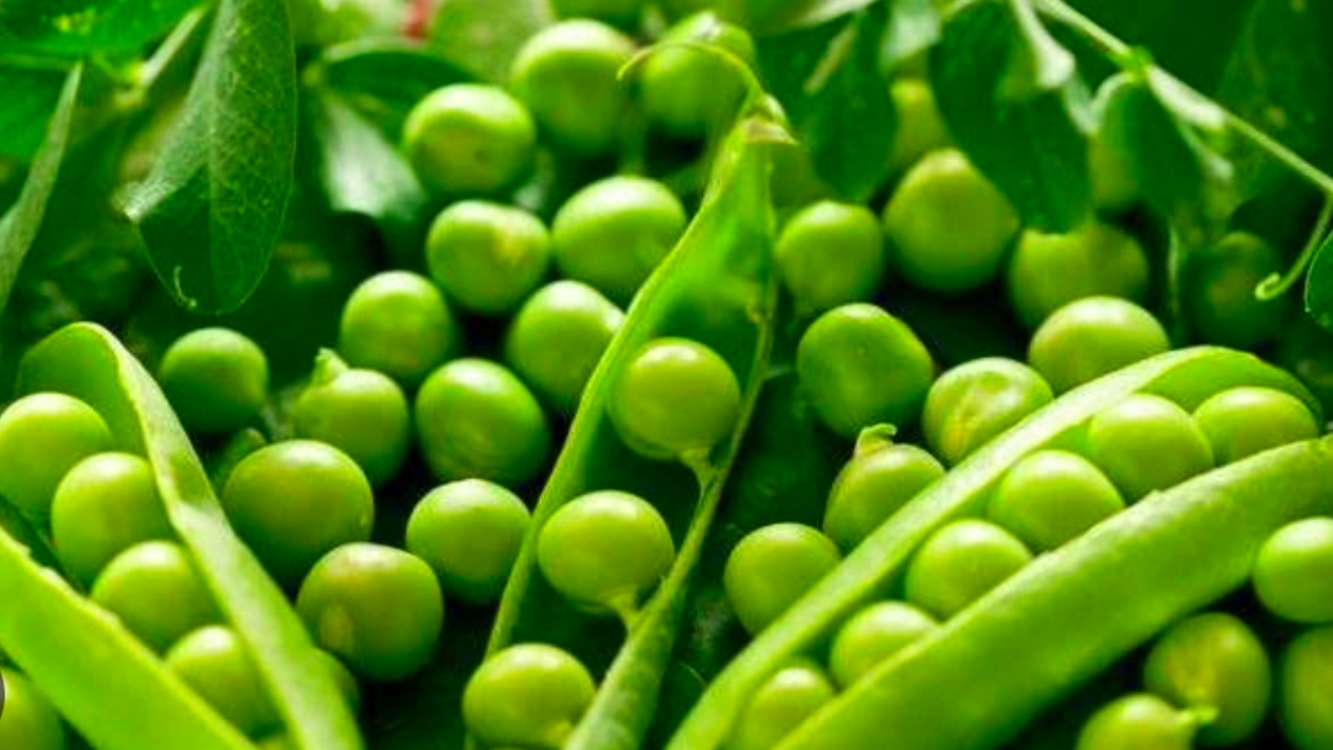 Peas took life of a 2-year-old innocent in Morena, grain was stuck in wind pipe take these precautions Peas took life of a 2-year-old innocent in Morena, grain was stuck in wind pipe take these precautions