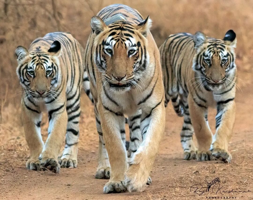 मध्य प्रदेश में क्षमता से अधिक बाघ, सतपुड़ा देश में दूसरे पायदान पर