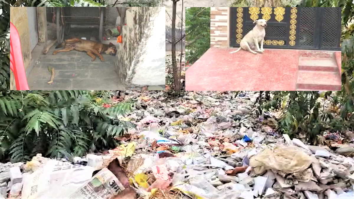 Aligarh Stray dogs took away a sleeping 4-month-old girl from home mauled her to death Aligarh Stray dogs took away a sleeping 4-month-old girl from home mauled her to death
