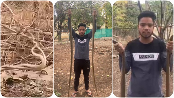 अरे, यह क्या? खतरनाक सांप के फन को मुंह में कैसे दबा लिया...