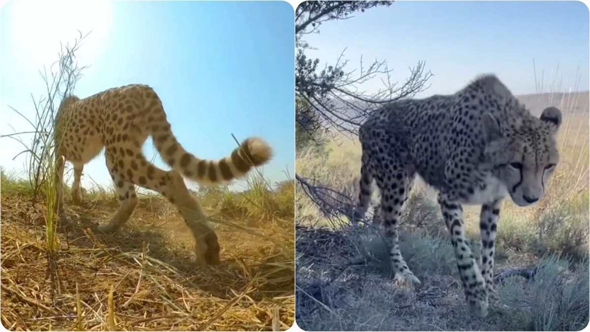kuno 12 चीतों की क्वारेंटीन अवधि पूरी, बड़े बाड़े में छोड़ा kuno 12 चीतों की क्वारेंटीन अवधि पूरी, बड़े बाड़े में छोड़ा