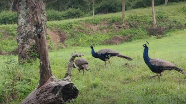 bandipur