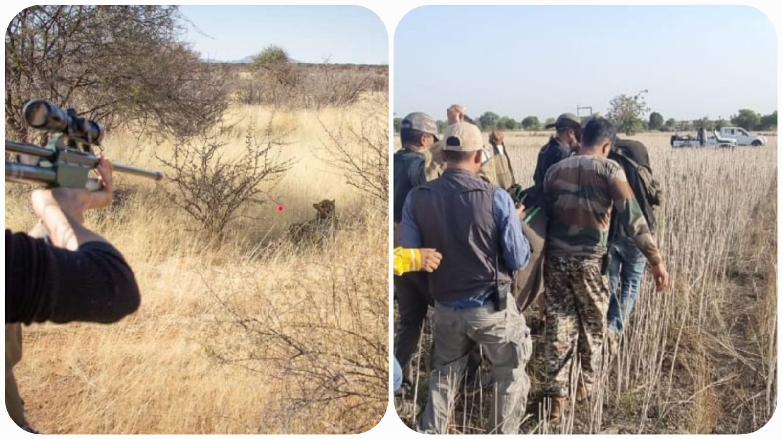 ‘चीते पवन की जान को दिखा खतरा! रेस्क्यू कर वापस Kuno ले गए ‘चीते पवन की जान को दिखा खतरा! रेस्क्यू कर वापस Kuno ले गए